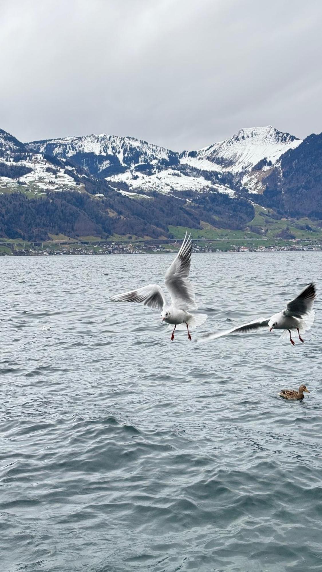 Seehotel Schwert Gersau Buitenkant foto