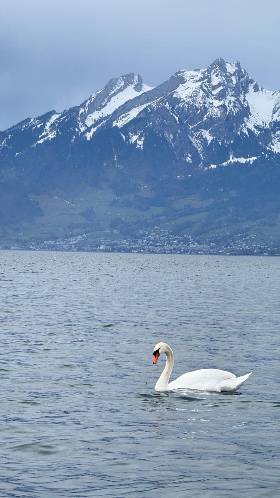 Seehotel Schwert Gersau Buitenkant foto